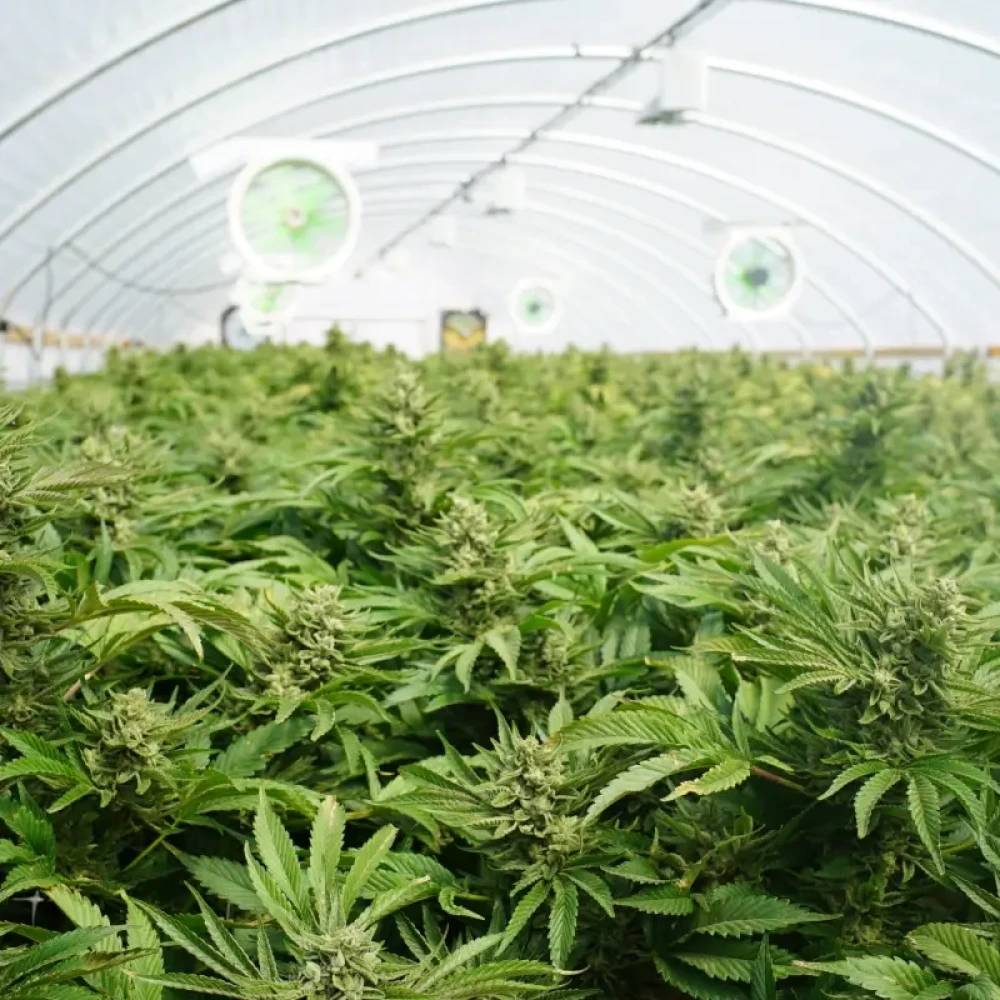 Cannabis Grow Farm